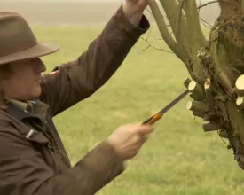 Wilg knotten (video)