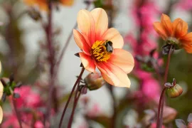 Zomerbollen planten (video)