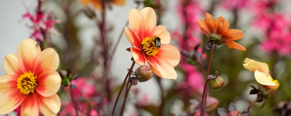 Afbeelding Zomerbollen planten (video)