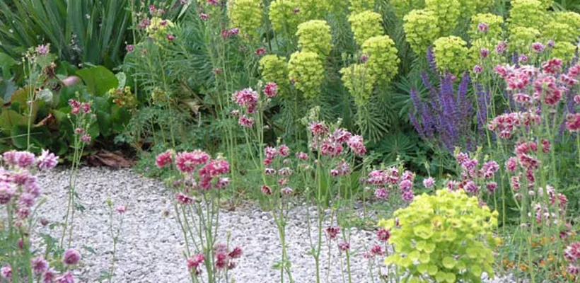 Beplant een grindtuin