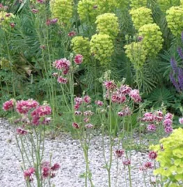 Beplant een grindtuin