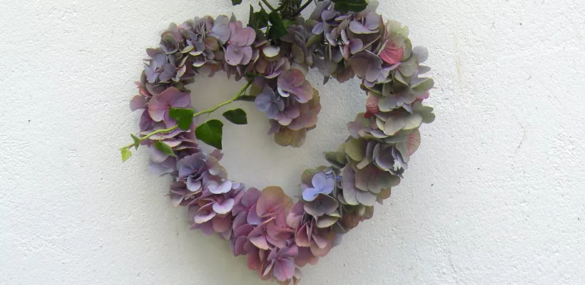 Hortensia drogen