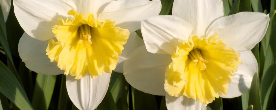 Afbeelding Narcissen planten (video)