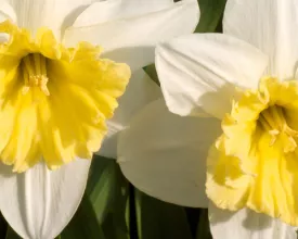 Narcissen planten (video)