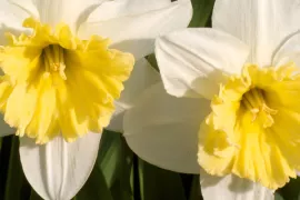 Narcissen planten (video)