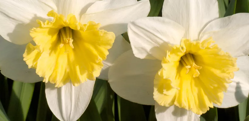 Narcissen planten (video)