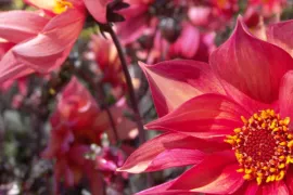 Planten steunen met snoeihout (video)