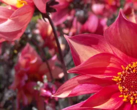 Planten steunen met snoeihout (video)