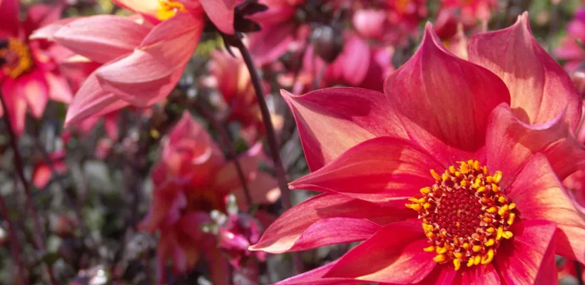Planten steunen met snoeihout (video)
