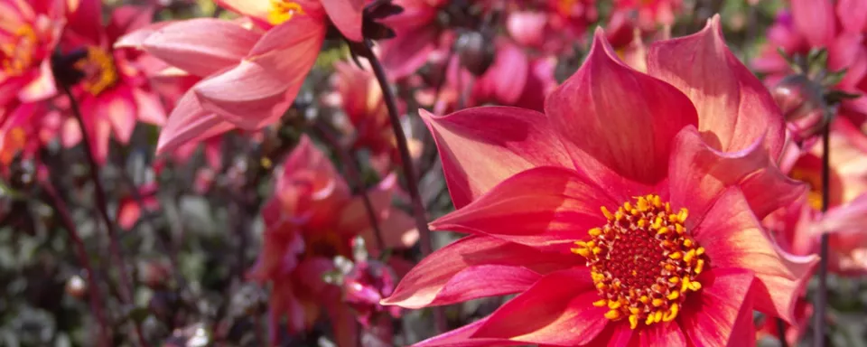 Afbeelding Planten steunen met snoeihout (video)