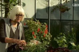 Pot beplanten met wintergroene planten (video)