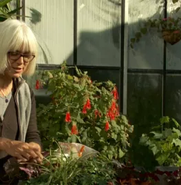 Pot beplanten met wintergroene planten (video)