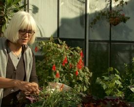 Pot beplanten met wintergroene planten (video)