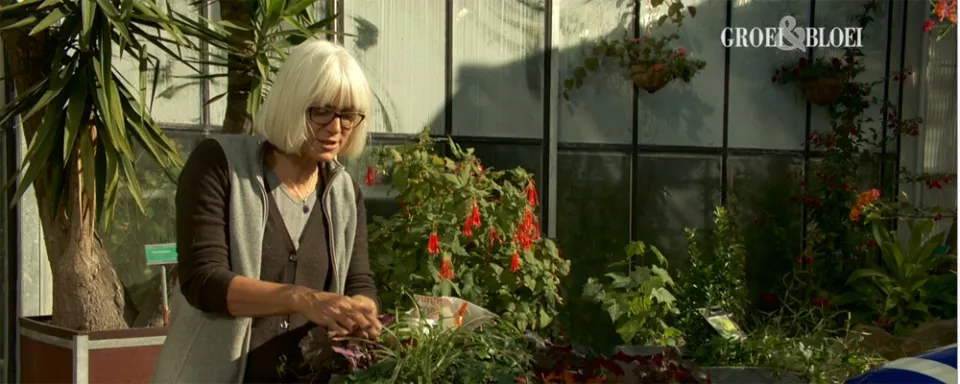 Afbeelding Pot beplanten met wintergroene planten (video)