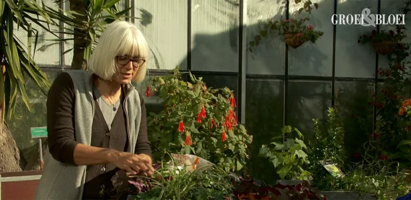 Pot beplanten met wintergroene planten (video)
