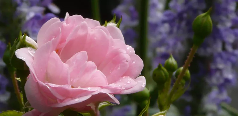 Rozen snoeien