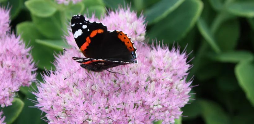 Sedum ‘kraken’ (video)