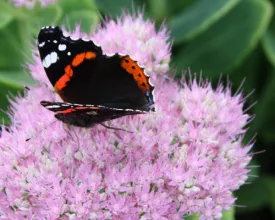 Sedum ‘kraken’ (video)