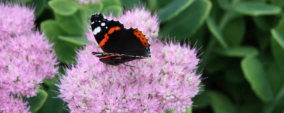 Afbeelding Sedum ‘kraken’ (video)