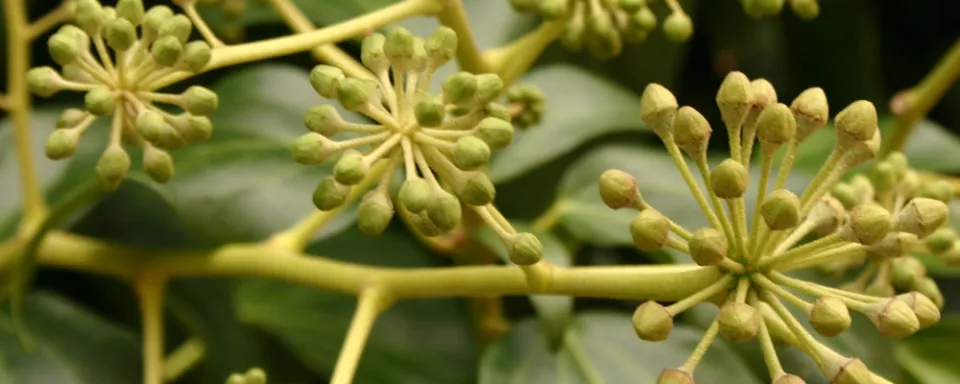 Afbeelding Struikklimop voor insecten (video)