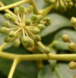 Struikklimop voor insecten (video)