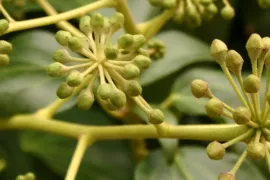 Struikklimop voor insecten (video)