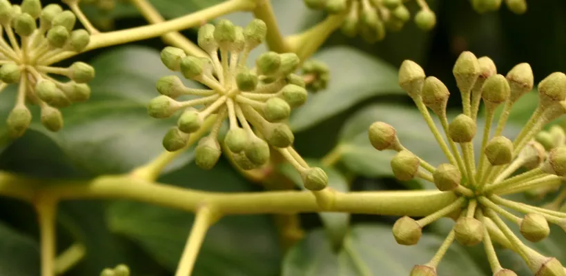 Blije bijen bij bloeiende klimop