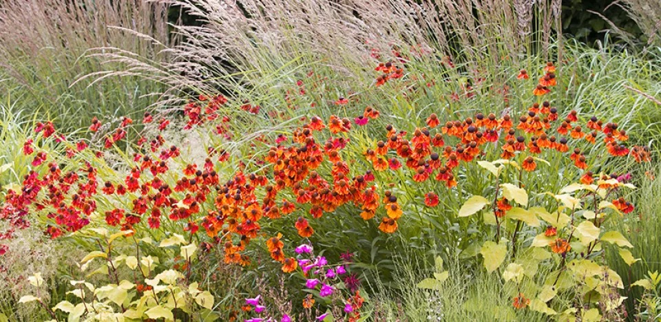 Afbeelding Helenium combineren en verzorgen