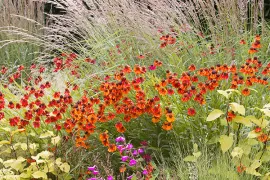 Helenium combineren en verzorgen