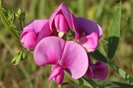 Lathyrus tuberosus (aardaker): eetbare schoonheid in je tuin