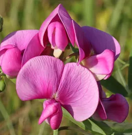 Lathyrus tuberosus (aardaker): eetbare schoonheid in je tuin