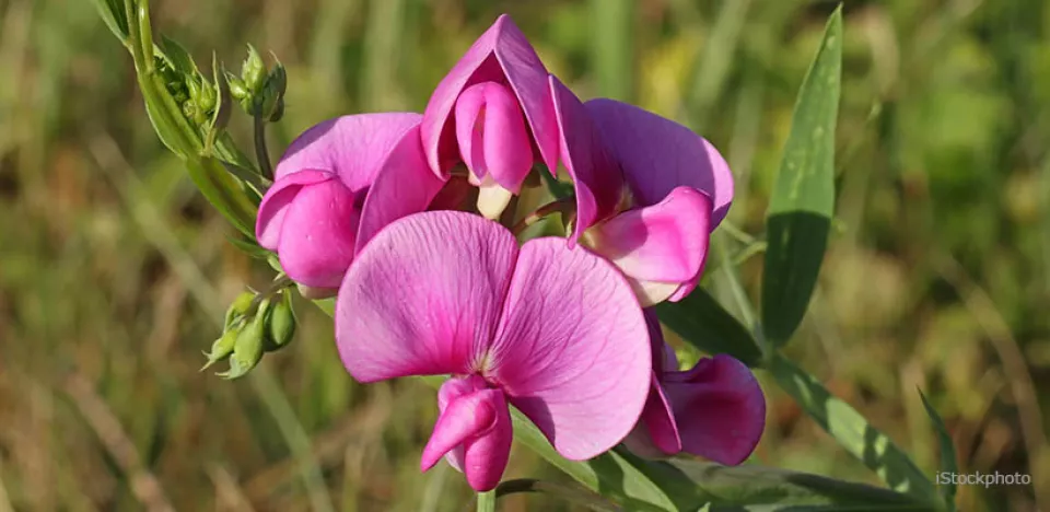 Afbeelding Lathyrus tuberosus (aardaker): eetbare schoonheid in je tuin