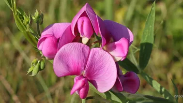 Lathyrus tuberosus (aardaker): eetbare schoonheid in je tuin