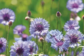 Eenjarigen bestellen voor de pluktuin