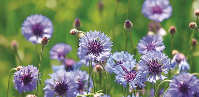 Eenjarigen bestellen voor de pluktuin