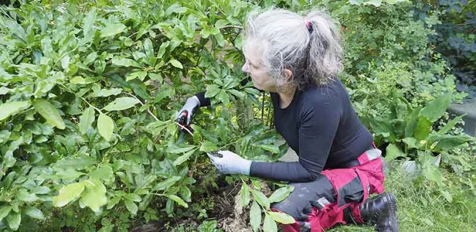 Afbeelding Duurzaam snoeien volgens Tinka Chabot