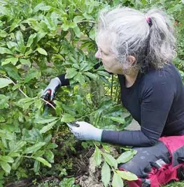 Duurzaam snoeien volgens Tinka Chabot