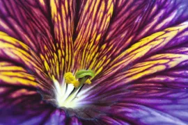 Zaden bestellen van Phacelia, Salpiglossis en Lagurus