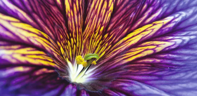 Zaden bestellen van Phacelia, Salpiglossis en Lagurus