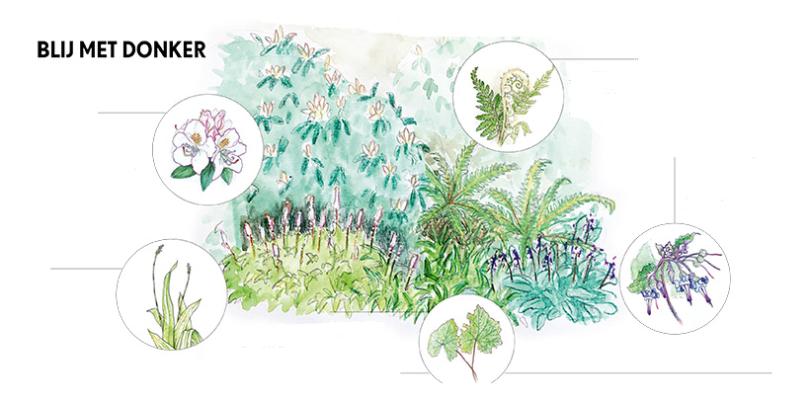 Schaduwplanten: blij met donker