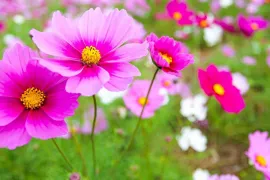 Langbloeiers zaaien en zaden bestellen