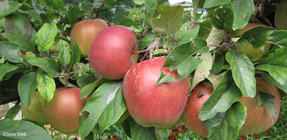Afbeelding Appel kweken in een pot
