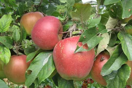 Appel kweken in een pot