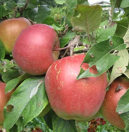 Appel kweken in een pot