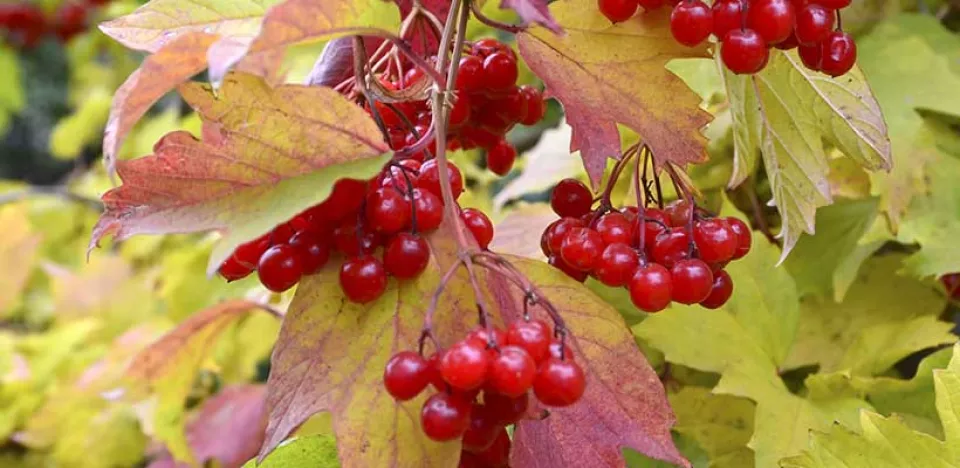 Afbeelding De beste heggen voor biodiversiteit