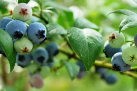 Blauwe bes kweken in een pot