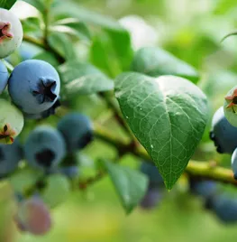 Blauwe bes kweken in een pot