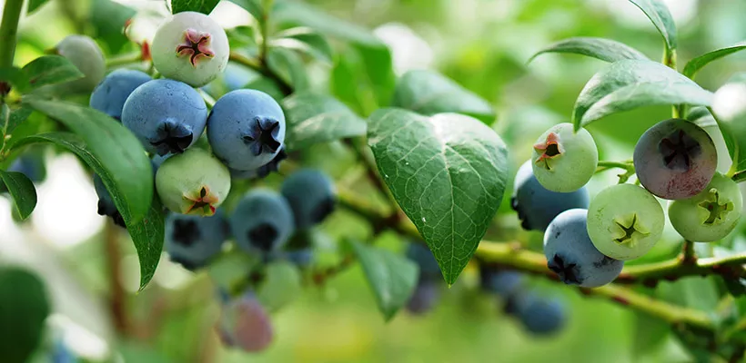 Blauwe bes kweken in een pot