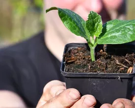 Courgette zaaien (met video)
