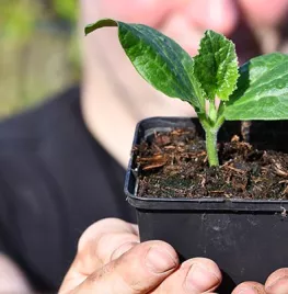 Courgette zaaien (met video)